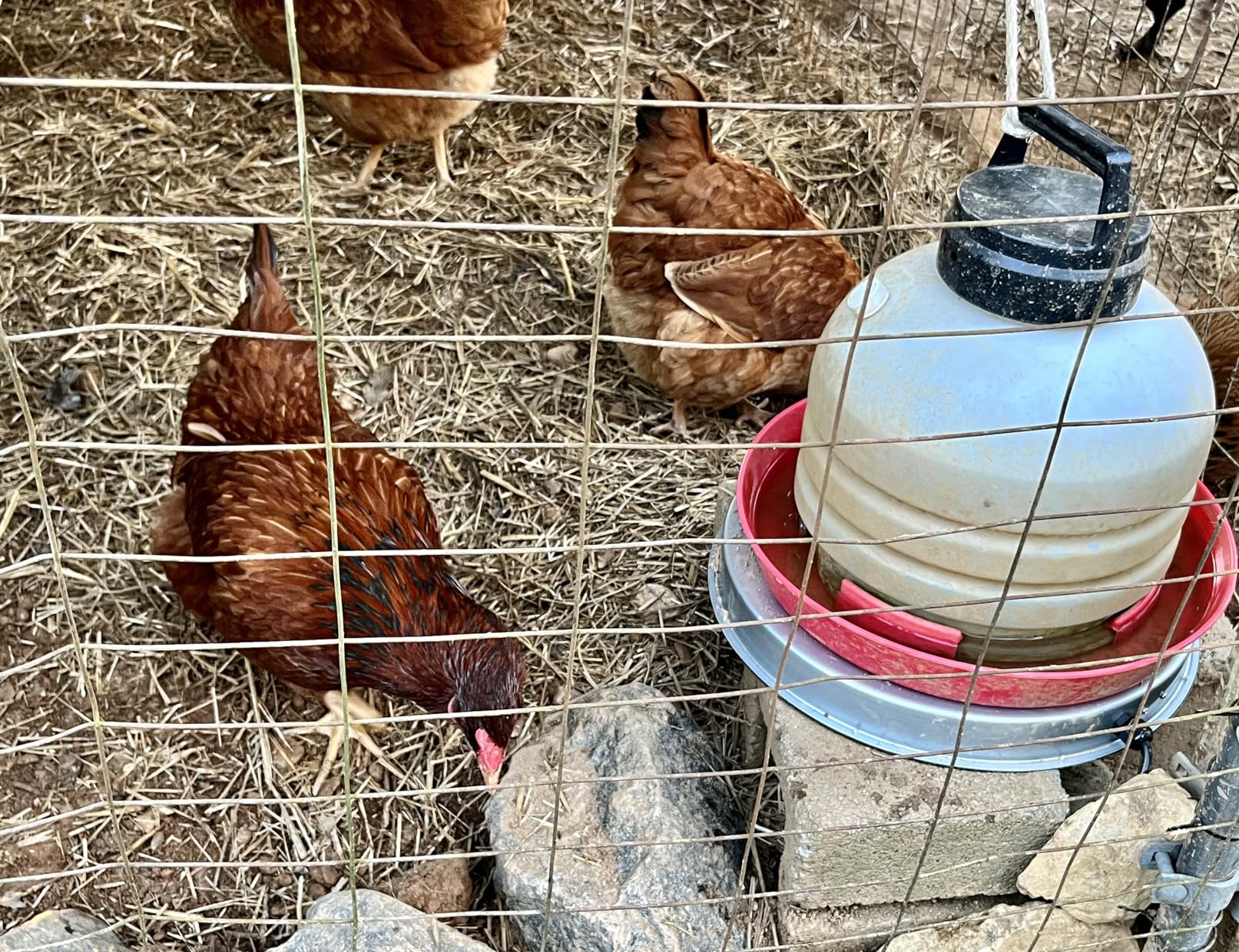 Chicken Water Heater Base for Winter, Heated Chicken Waterer 5 Gallon 125W customer photo 1