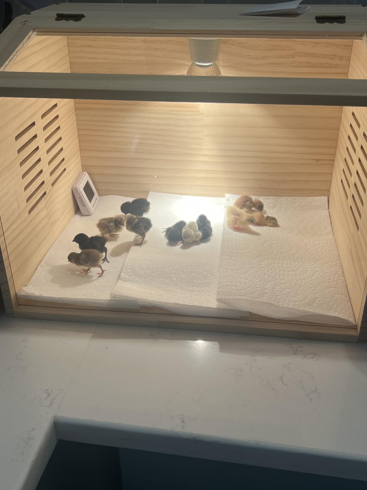 Brooder Box for Chicks, Chicken Brooder with Heater for Baby Poultry customer photo 1