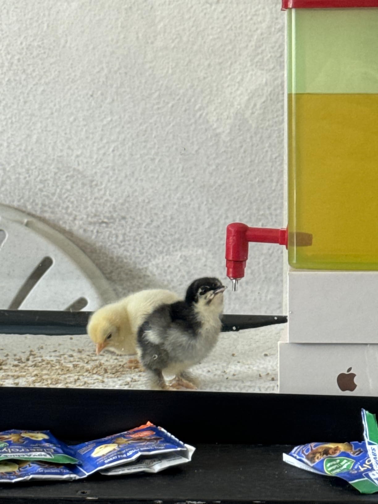 ZenxyHoC Baby Chick Waterer with Nipple Drinker 2 * 0.26 Gal (White) customer photo 2