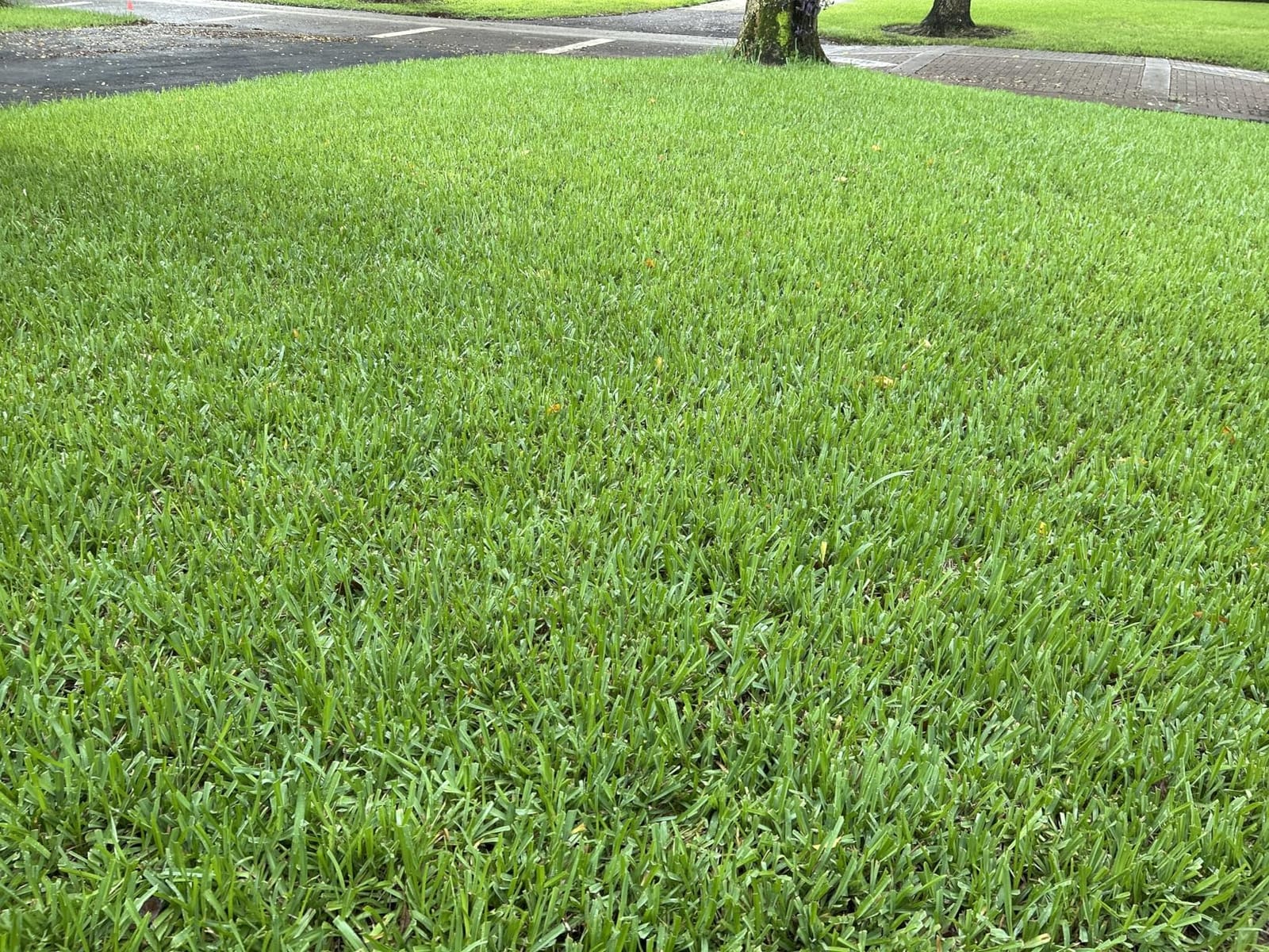Turf Titan Thatch Buster Liquid Lawn Aerator and Dethatcher (32 oz) with Hose End Sprayer – Liquid Soil Loosener for Compacted & Clay Lawns – Improves Drainage & Root Growth – Covers 6,000 Sq Ft customer photo 1