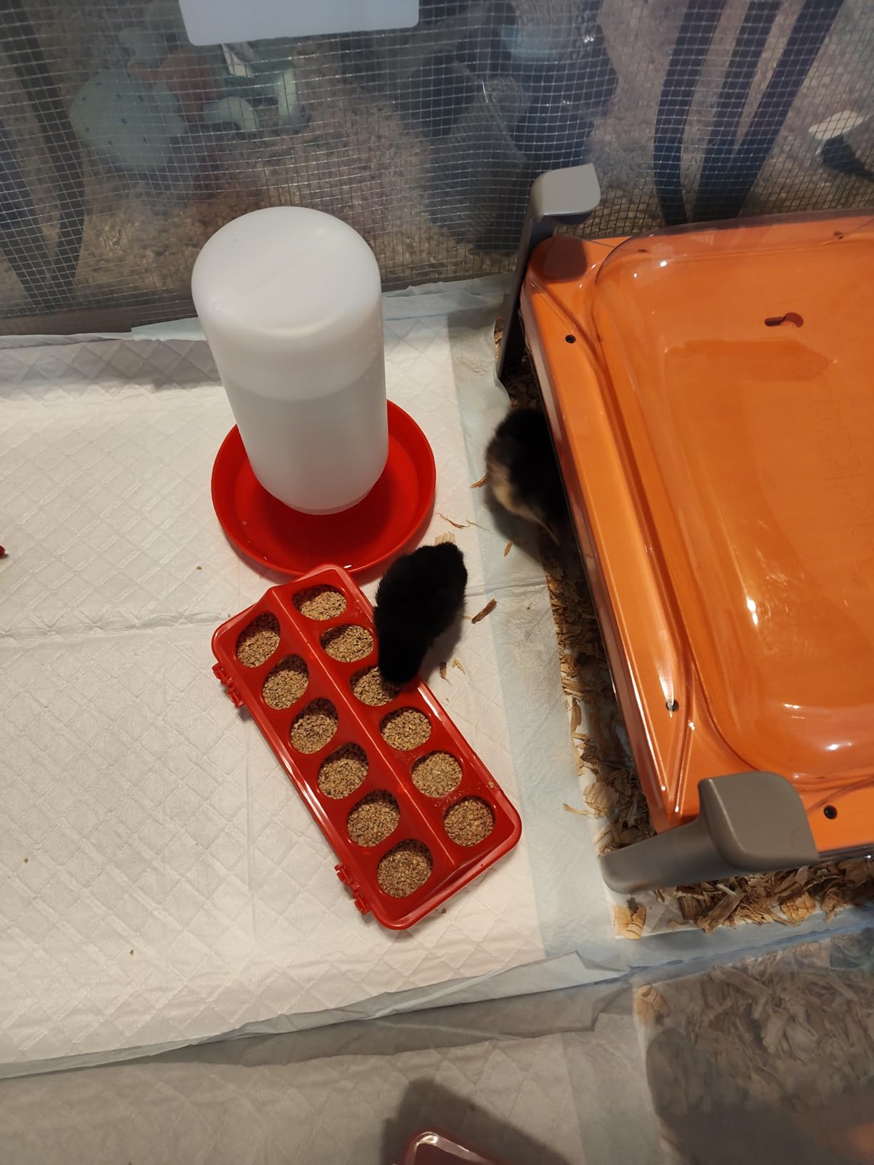 Smart Chicken Coop Heater, 200W Radiant Heat Panel with Temperature Sensor customer photo 2