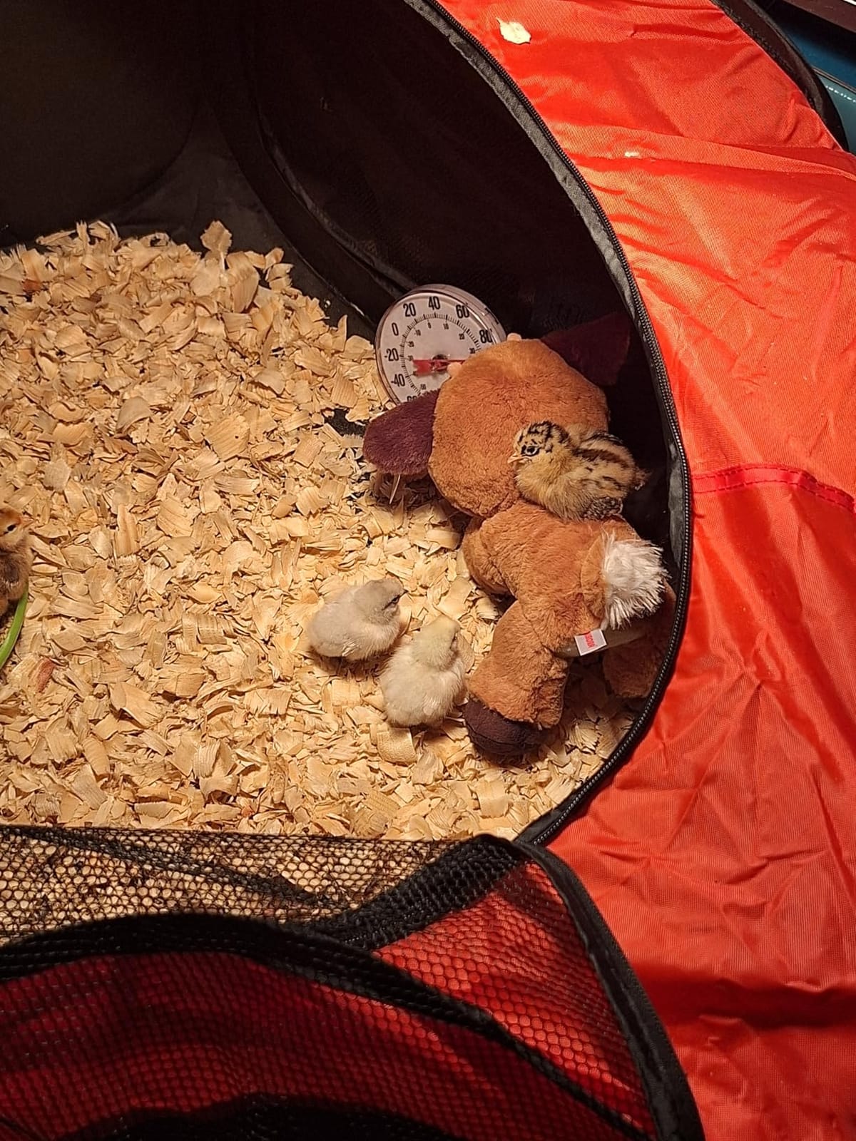 Brooder Box for Chicks, Large Pop Up Chick Brooder Starter Kit customer photo 1