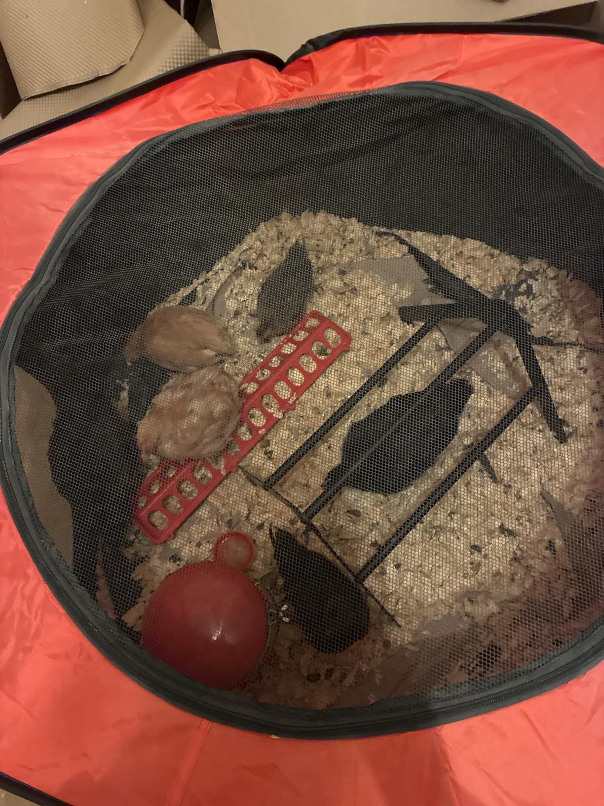 Brooder Box for Chicks, Large Pop Up Chick Brooder Starter Kit customer photo 2