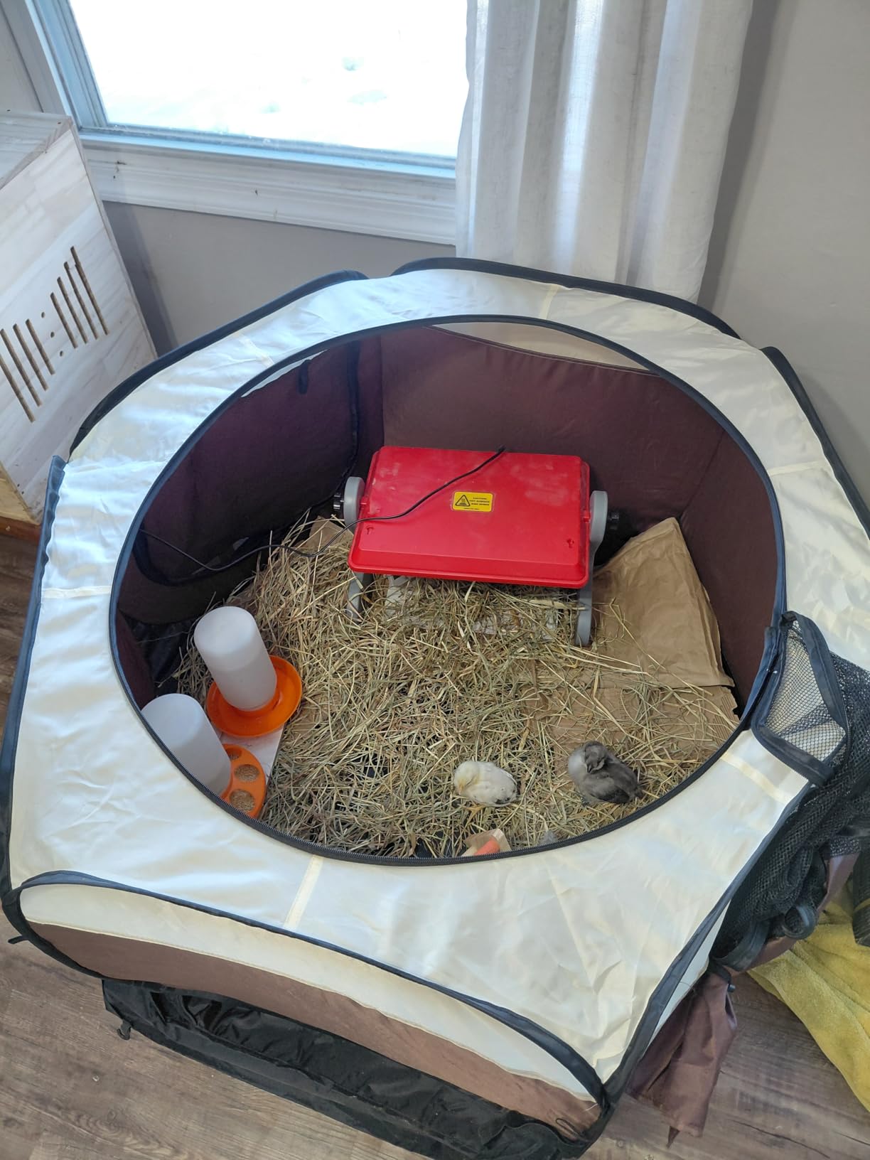Chicken Brooder Box for Chick Starter Kit - 2026 Upgrade Double Door Chicks Brooder Pen/Chickens Playpen/Chick Tent Baby Chickens Supplies Up to 15 Baby Chicks,Duck,Quail customer photo 1