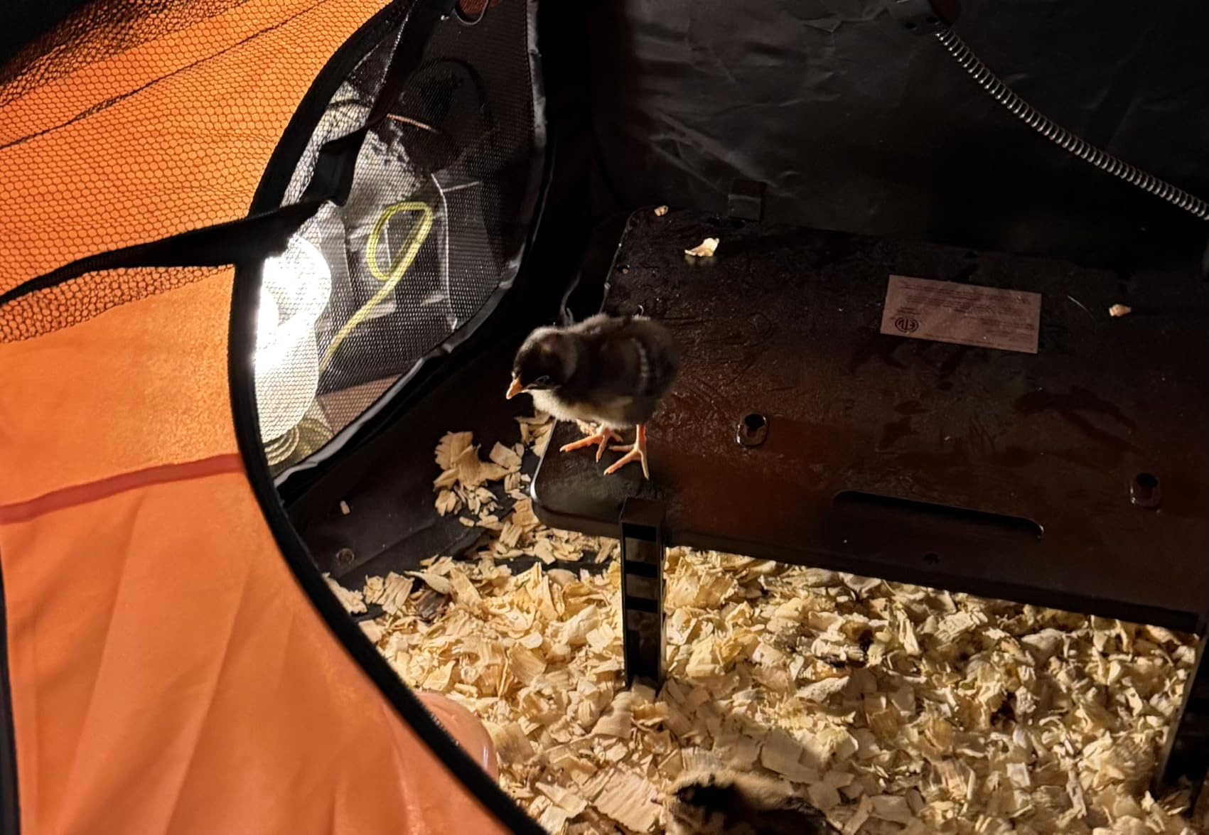 Brooder Box for Chicks, Pop-Up Chicken Brooder Playpen with Dual Doors customer photo 1