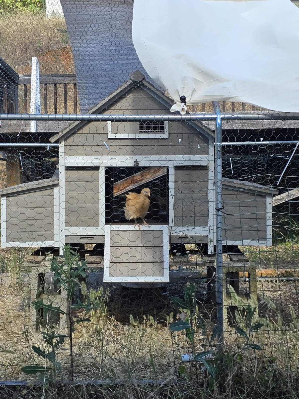 Large Chicken Coop for 6-8 Chickens with 6 Nesting Boxes, Wooden Outdoor Hen House with 9 Access Doors, Backyard Chicken Coop with Run, 5 Perches & Swing, Pull-Out Tray, Weatherproof Openable Roof customer photo 2